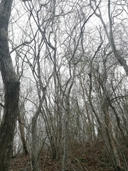 Havardia campylacantha