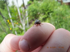 Calligrapha californica