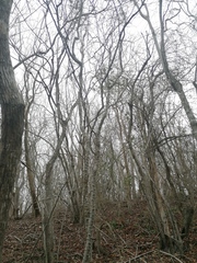 Havardia campylacantha