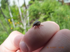 Calligrapha californica