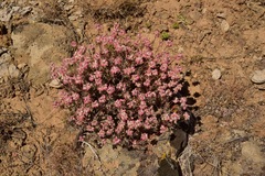 Eriogonum thymoides