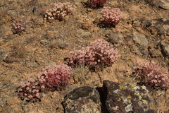 Eriogonum thymoides