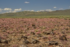 Eriogonum thymoides