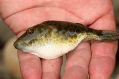 Cambodian Puffer photo 2