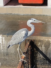 Ardea cinerea