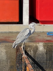 Ardea cinerea