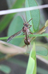 Ropalidia hongkongensis