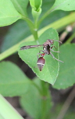 Ropalidia hongkongensis