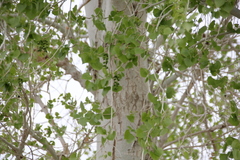 Populus fremontii fremontii