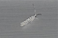 Yponomeuta multipunctella