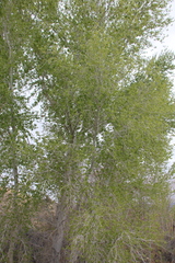 Populus fremontii fremontii