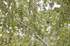 Populus fremontii fremontii