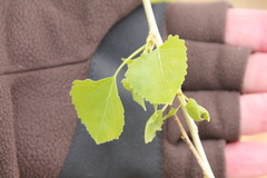 Populus fremontii fremontii