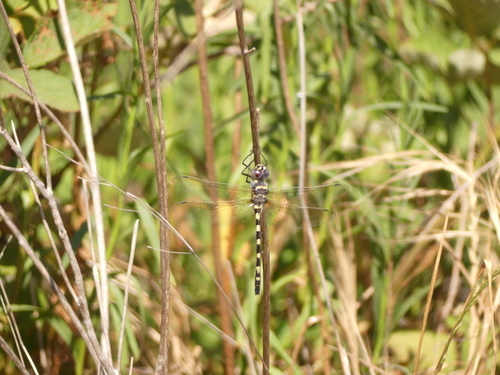 Western River Cruiser photo 5