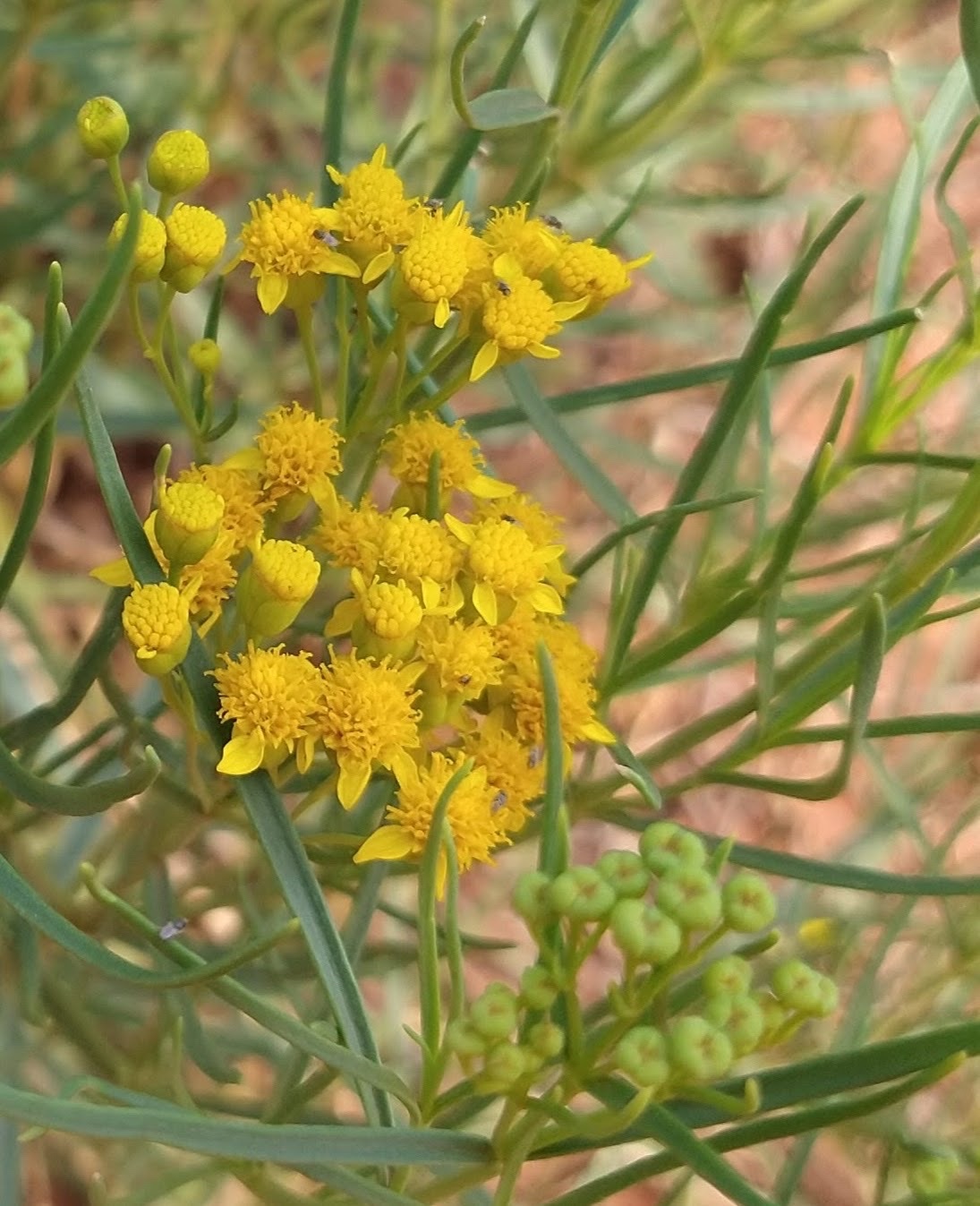 Haploesthes greggii