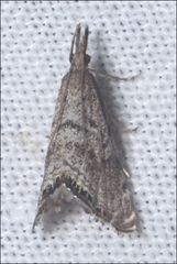 Glaucocharis dilatella