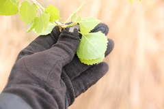 Populus fremontii fremontii