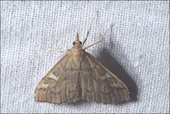 Udea hyalistis