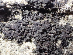 Blennothallia fecunda