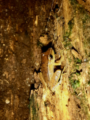 Pristimantis caryophyllaceus image