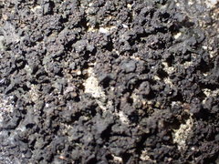 Blennothallia fecunda