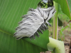 Megalopyginae
