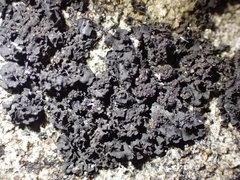 Blennothallia fecunda