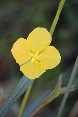Ludwigia longifolia