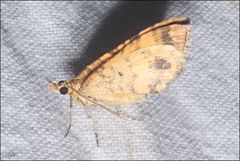 Chrysolarentia correlata