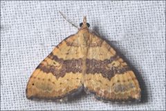 Chrysolarentia correlata