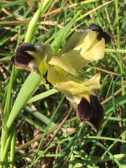 Iris tuberosa