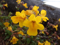 Erythranthe microphylla