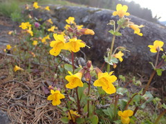 Erythranthe microphylla
