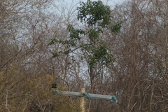 Amazona albifrons
