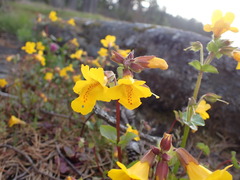Erythranthe microphylla