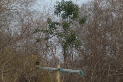 Amazona albifrons