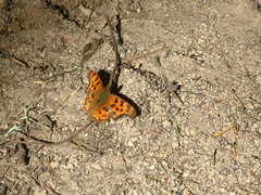 Polygonia satyrus satyrus
