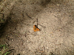 Polygonia satyrus satyrus