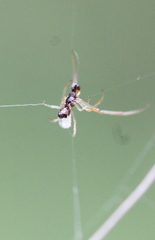 Argyrodes bonadea