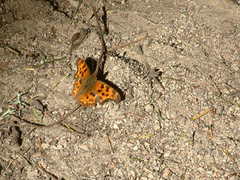 Polygonia satyrus satyrus