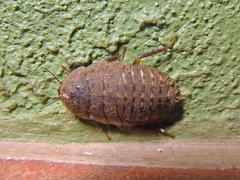 Blaberinae