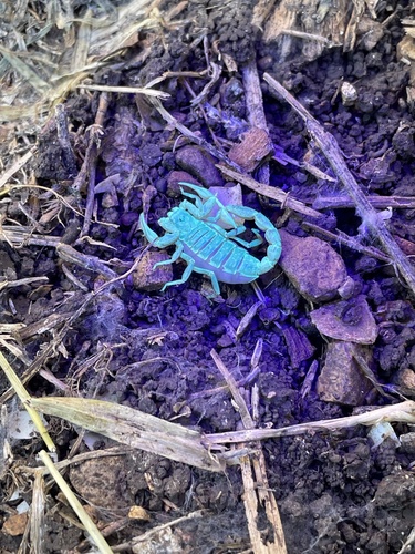 California common scorpion photo 6