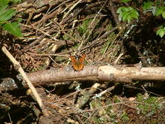 Polygonia satyrus satyrus