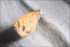 Chrysolarentia