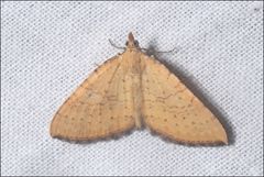 Chrysolarentia