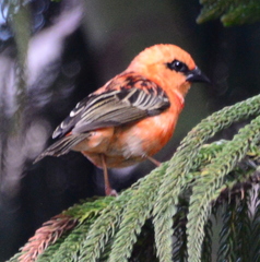 Foudia madagascariensis