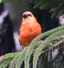 Foudia madagascariensis