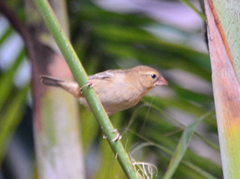 Foudia madagascariensis