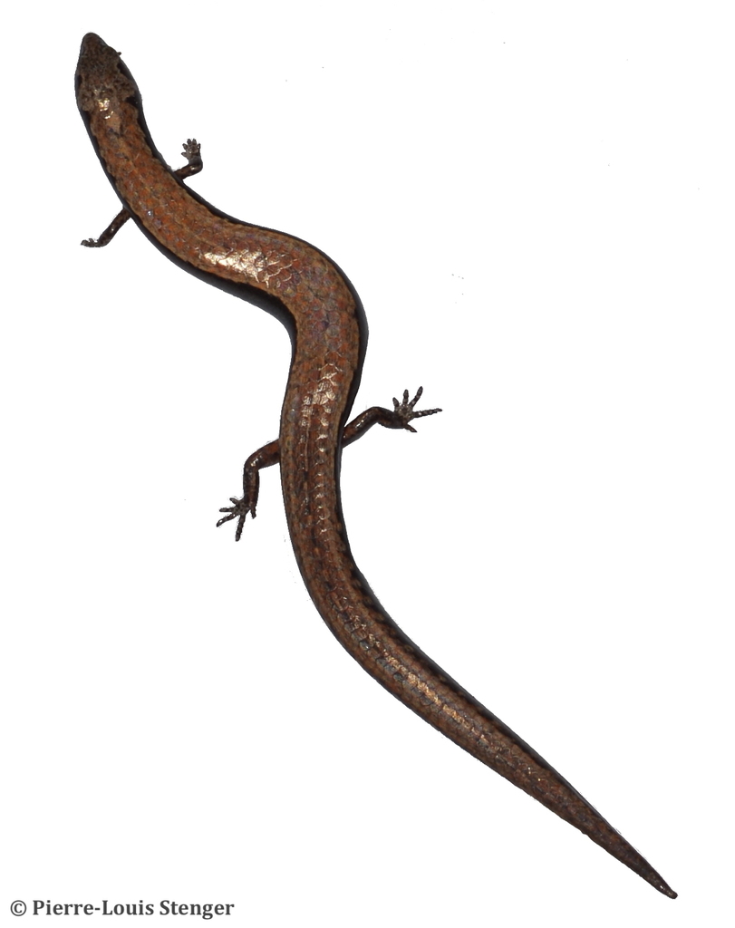 Pindai Elf Skink