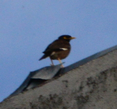 Acridotheres tristis